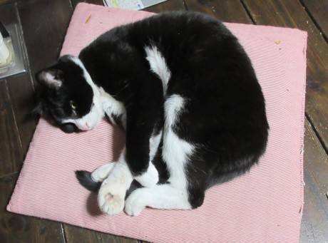 ブログの名 シンプルにします おしゃべりねこ おしゃべりねこ ブログの名 シンプルにします おしゃべりねこ おしゃべりねこ