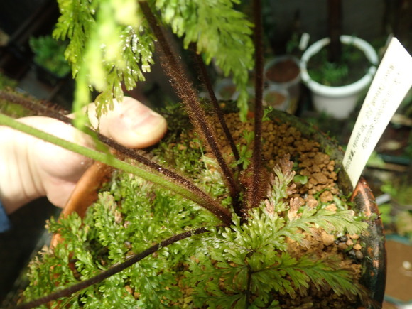 Callistopteris apiifolia胞子増殖できました : コケシノブログ‐苔忍録‐