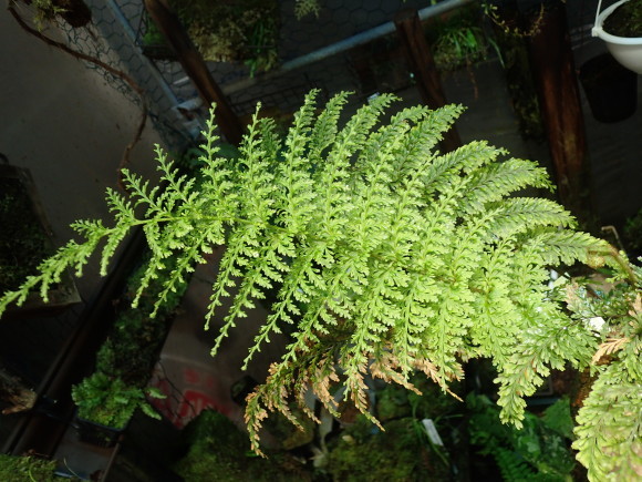 Callistopteris apiifolia胞子増殖できました_d0187020_01573518.jpg