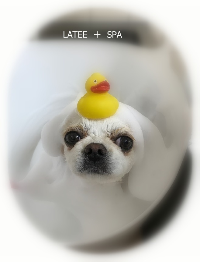 コロンちゃん 犬のしっぽ Gallery