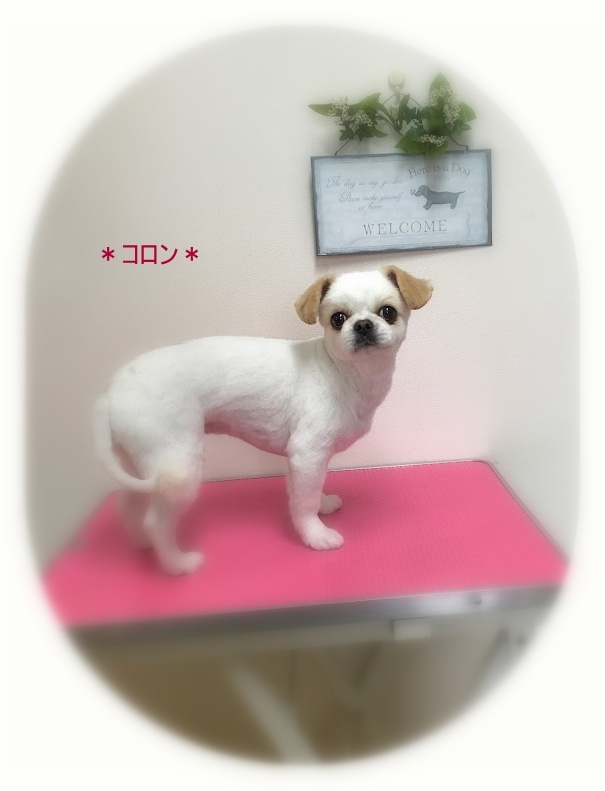 コロンちゃん 犬のしっぽ Gallery