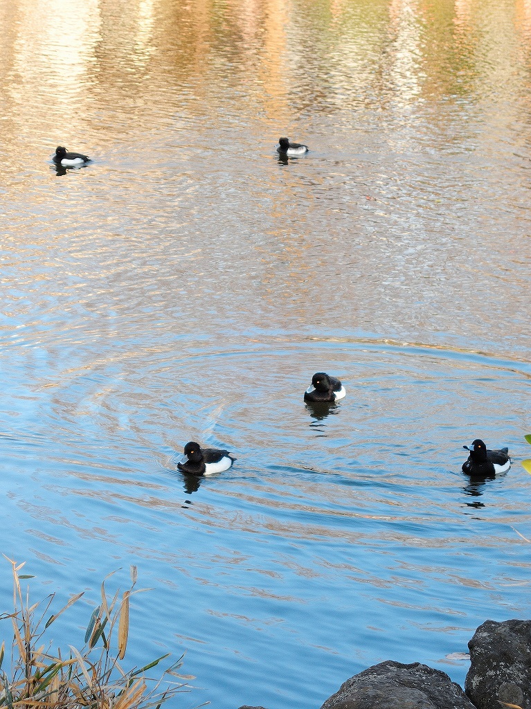 ある風景:Kikuna pond, Yokohama@Dec~Jan #3/fin_d0393923_09480927.jpg