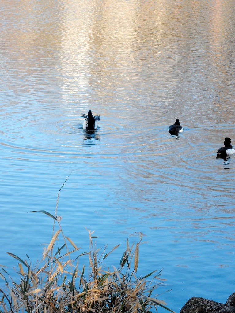ある風景:Kikuna pond, Yokohama@Dec~Jan #3/fin_d0393923_09480942.jpg