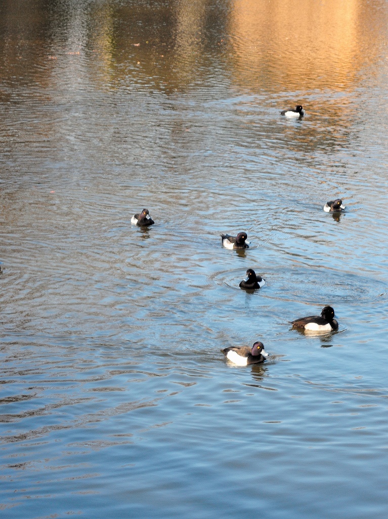 ある風景:Kikuna pond, Yokohama@Dec~Jan #3/fin_d0393923_09481026.jpg