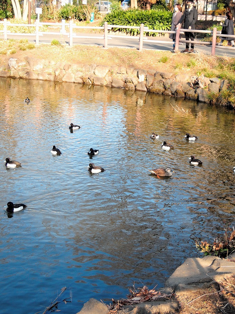 ある風景:Kikuna pond, Yokohama@Dec~Jan #3/fin_d0393923_09482101.jpg