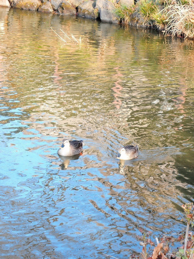 ある風景:Kikuna pond, Yokohama@Dec~Jan #3/fin_d0393923_09483407.jpg