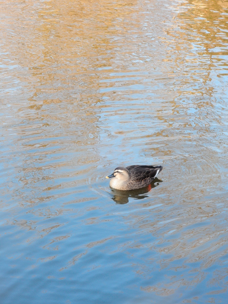 ある風景:Kikuna pond, Yokohama@Dec~Jan #3/fin_d0393923_09483412.jpg