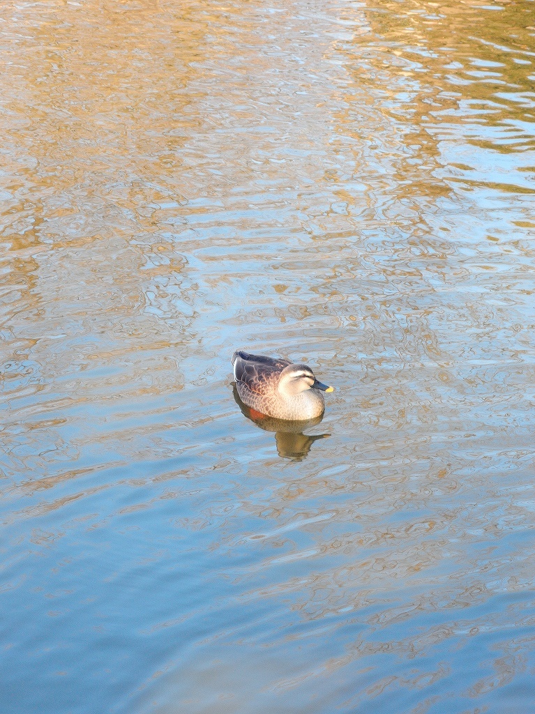 ある風景:Kikuna pond, Yokohama@Dec~Jan #3/fin_d0393923_09483477.jpg