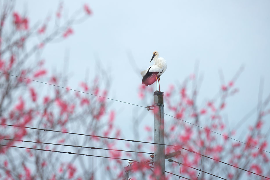 梅にコウノトリ_c0067040_21232324.jpg