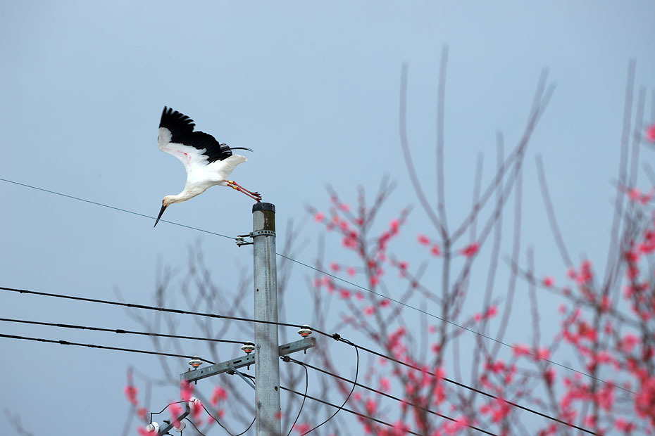 梅にコウノトリ_c0067040_21244457.jpg