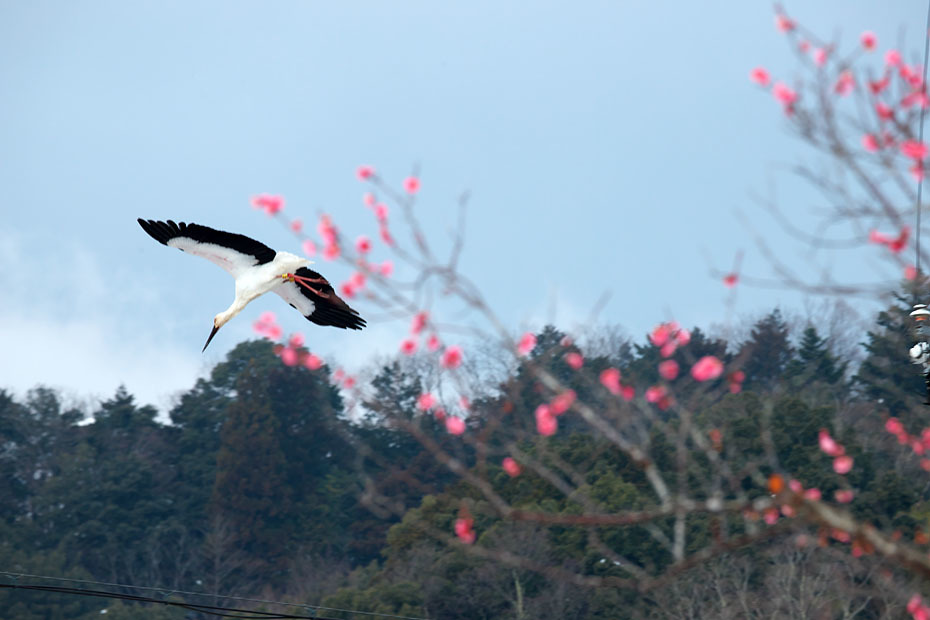 梅にコウノトリ_c0067040_21245283.jpg