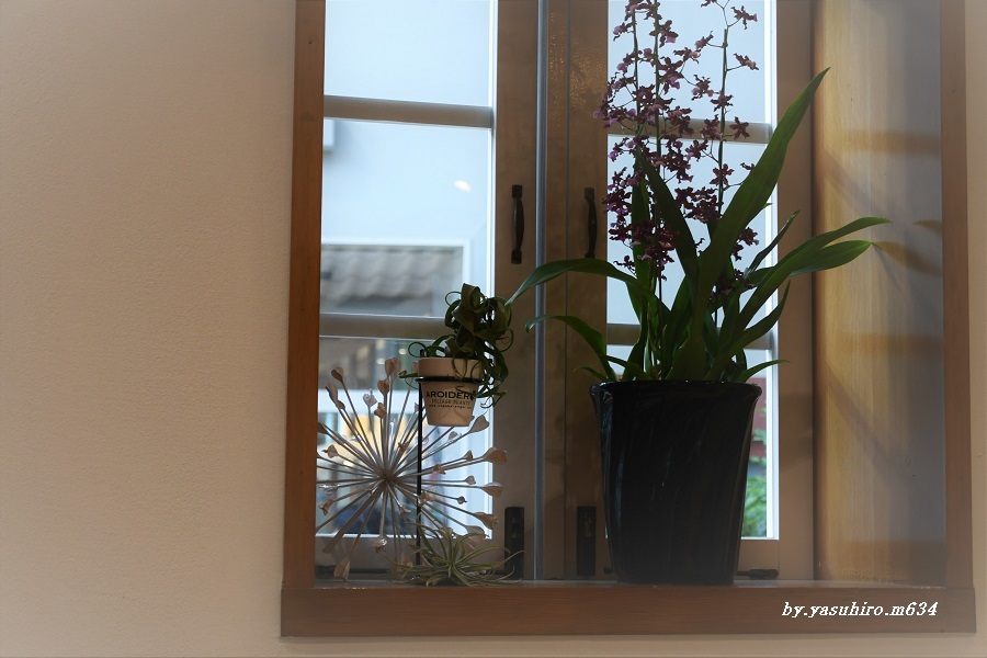 窓際の植物 俺の心旅