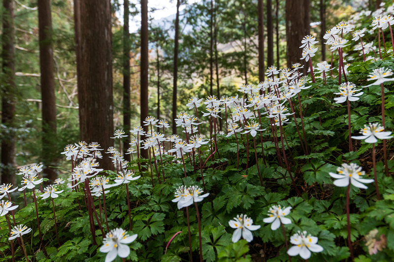 妖精たちの森 十津川村 花景色 K W C Photoblog