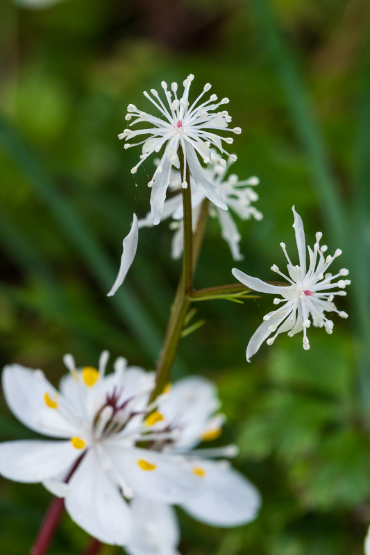 妖精たちの森 十津川村 花景色 K W C Photoblog