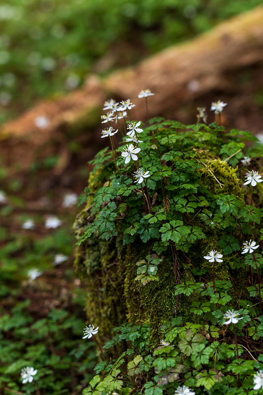 妖精たちの森 十津川村 花景色 K W C Photoblog