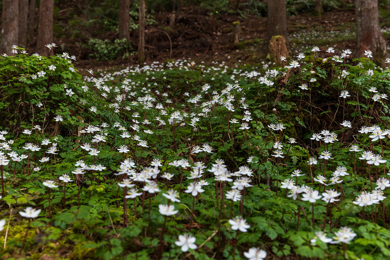 妖精たちの森 十津川村 花景色 K W C Photoblog