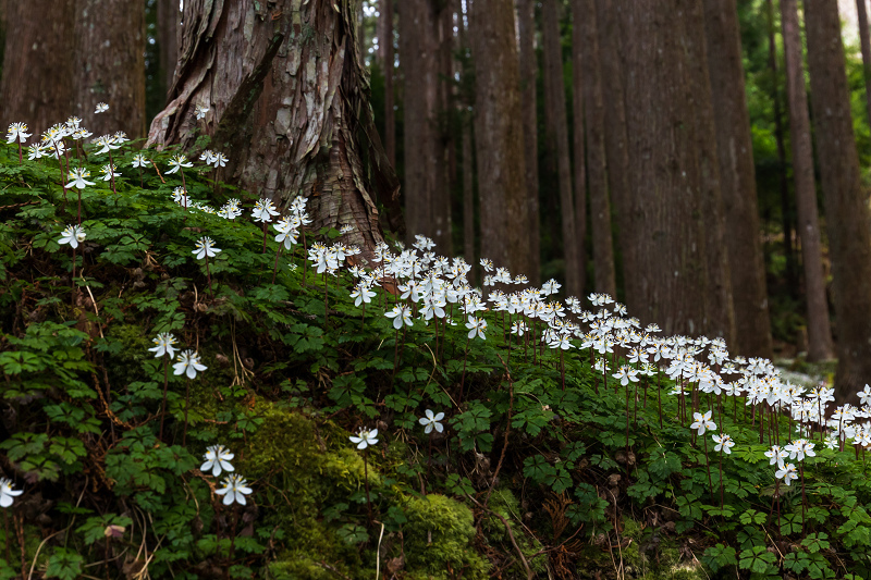 妖精たちの森 十津川村 花景色 K W C Photoblog