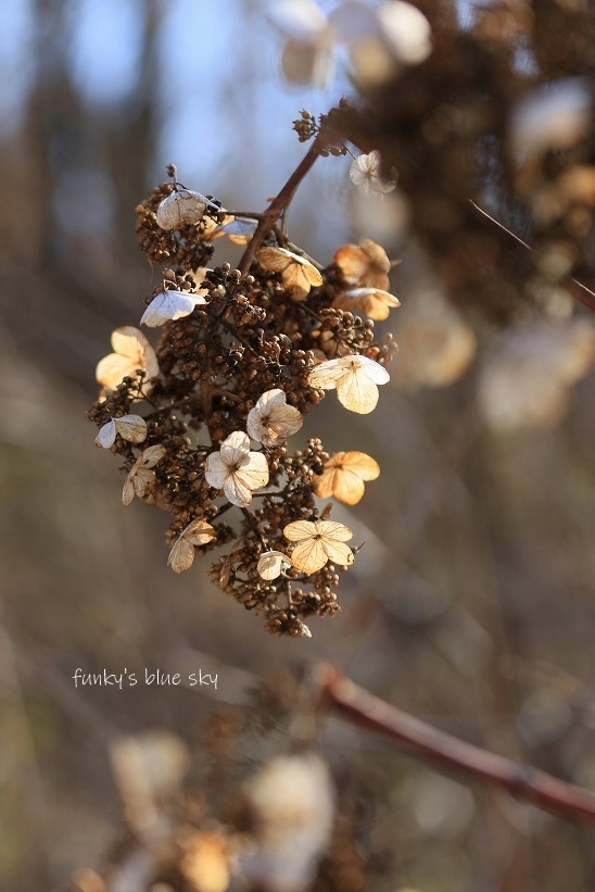 冬枯れ紫陽花のその向こうに 小さい春が待っていた Funky S Blue Sky