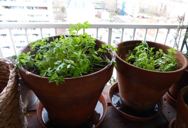 最高気温１２度 光と影をおいかけて