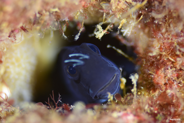 ショウガセの東側、水深20m付近_e0158261_04364901.jpg