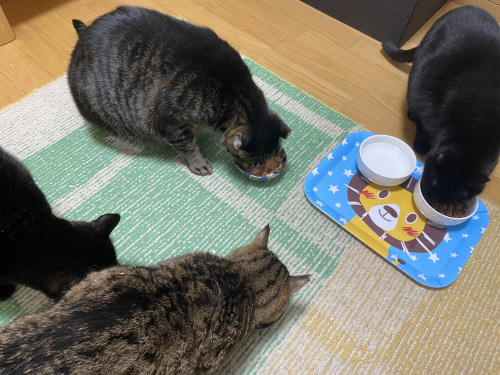 Lalaさん 不思議ワールド Gin Tetsu Nosuke