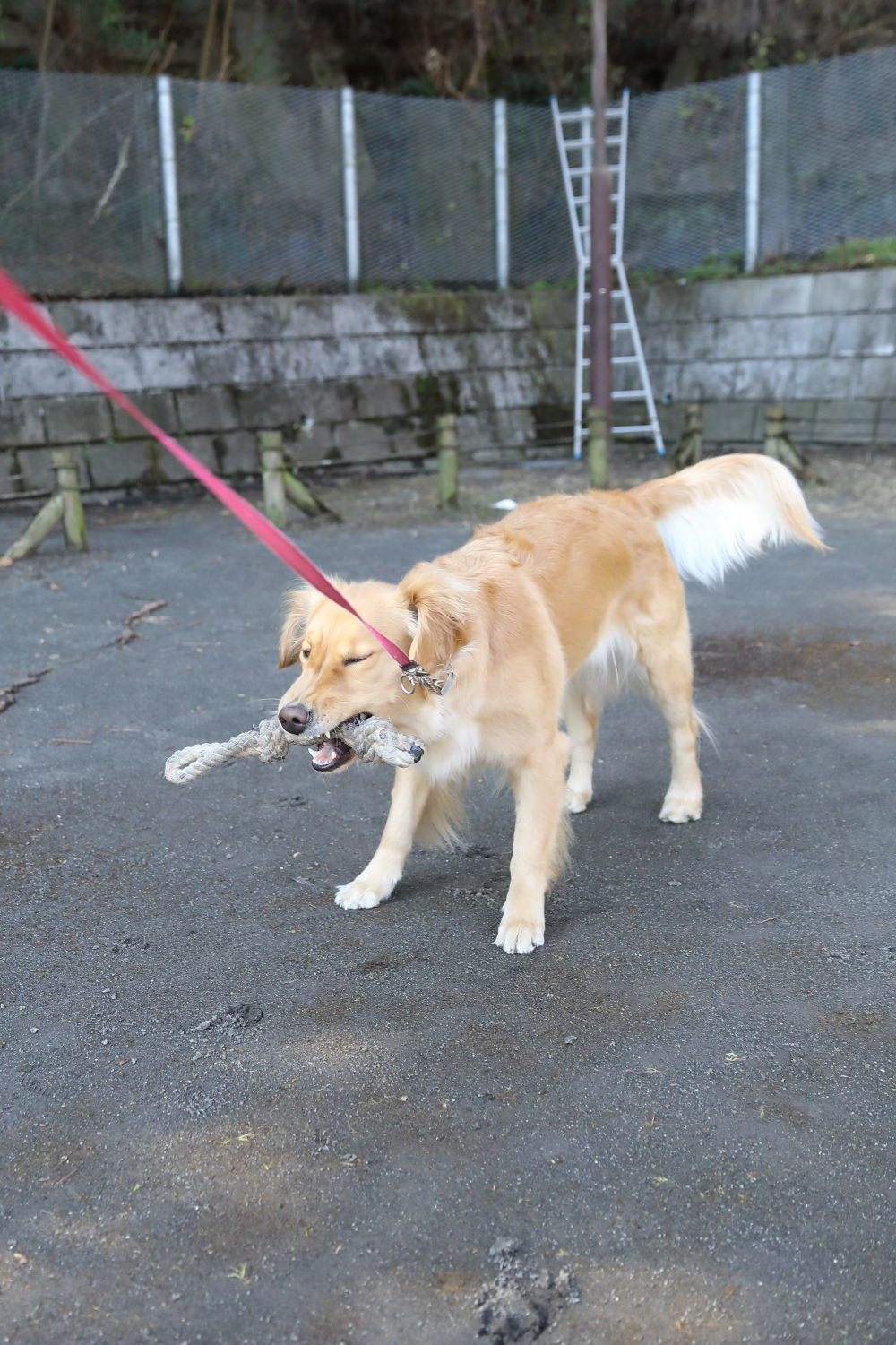 風の強い日_b0275998_14045468.jpg