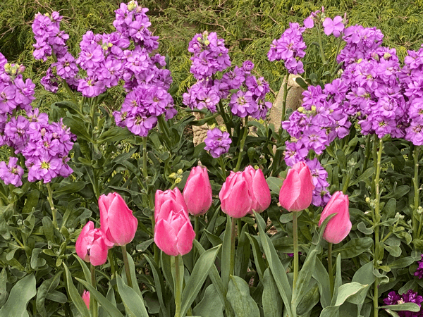 春の婚活キャンペーン🌸大好評❣️_f0400900_20141932.gif