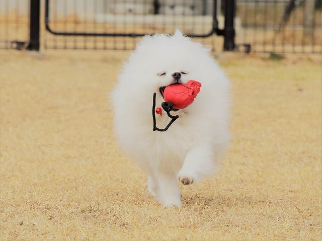 お目目どうした?_d0360206_20195951.jpg