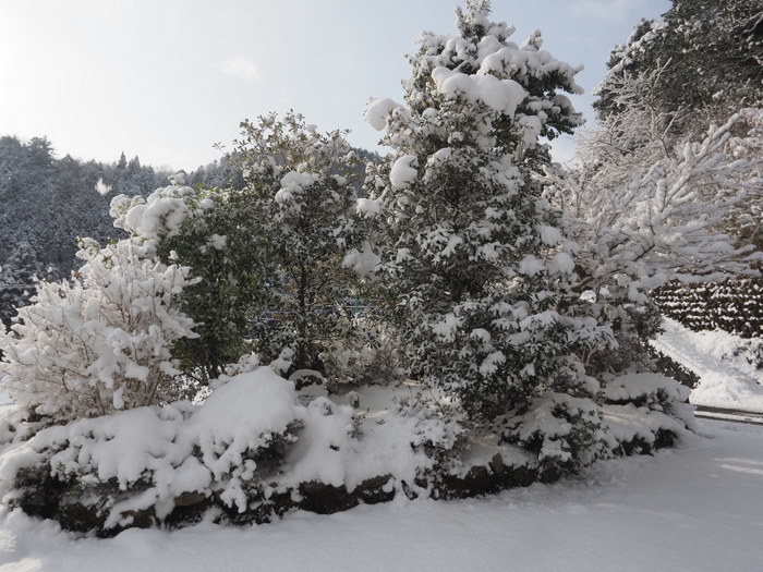 庭などの雪景色_c0116915_23233486.jpg