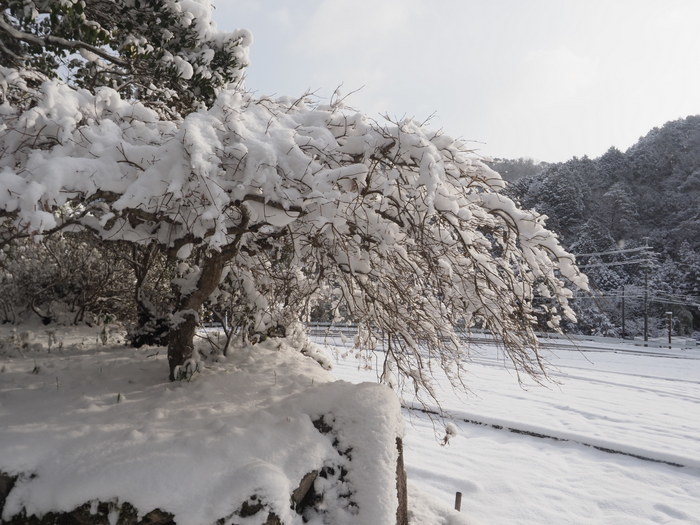 庭などの雪景色_c0116915_23250516.jpg