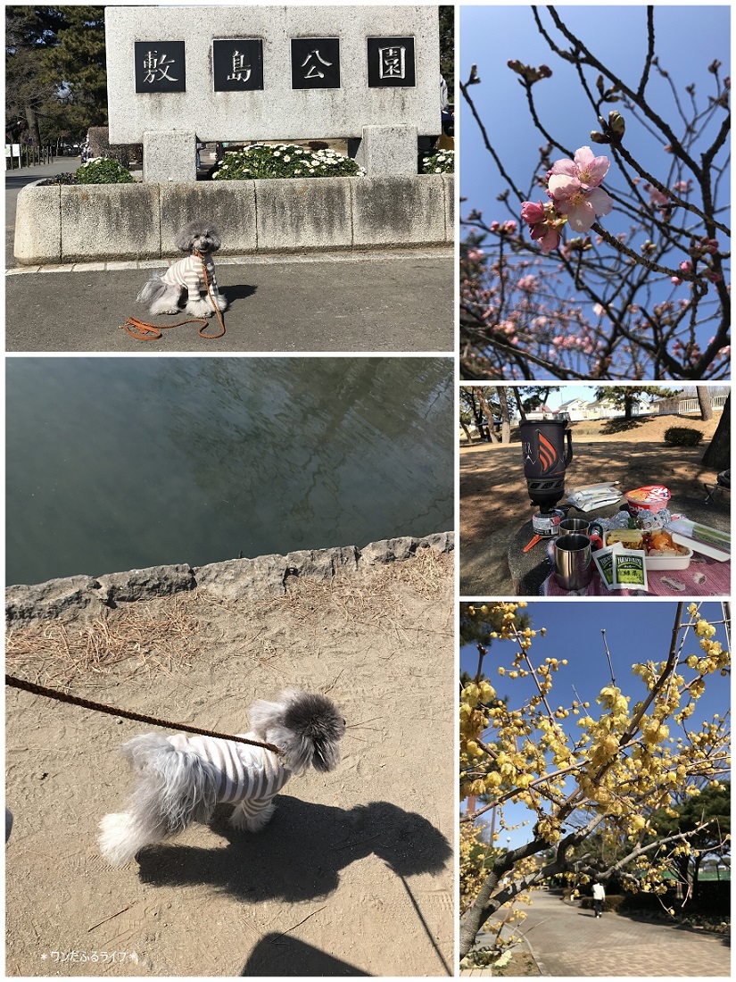 * ポカポカ陽気だ!ピクニックだ! *_d0317115_19293000.jpg