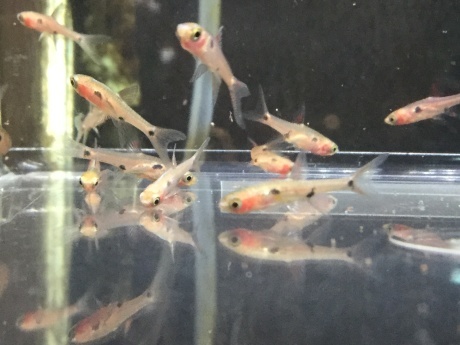 210218　熱帯魚　めだか　金魚　水草　観葉植物_f0189122_12132797.jpeg