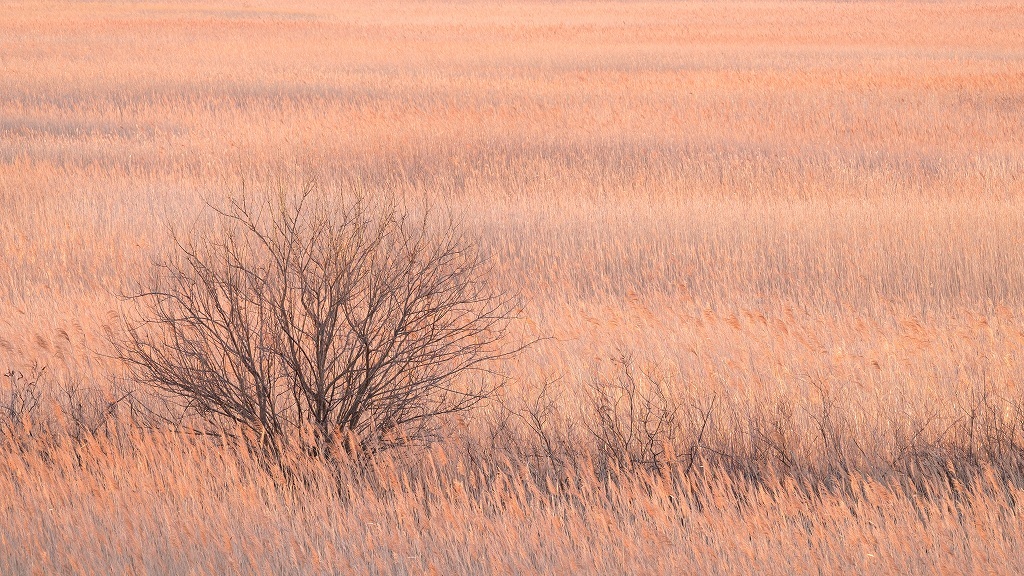 寒朝葦原図_f0050534_10475683.jpg