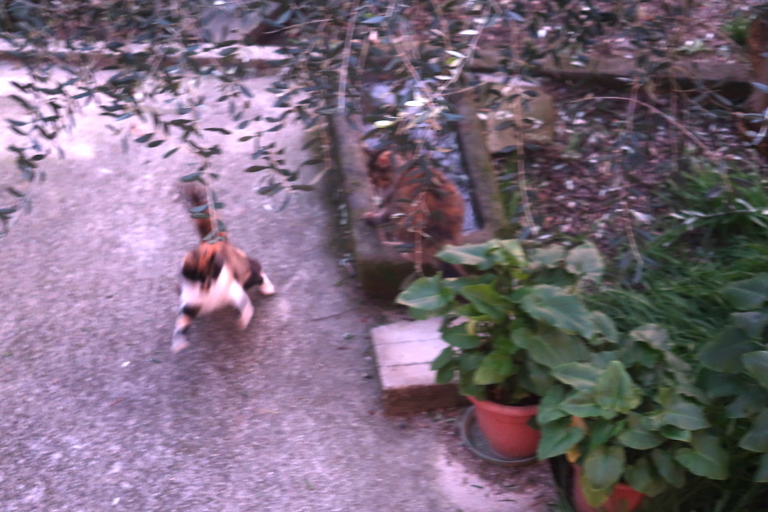 庭に遊ぶ猫たち今日はイタリア猫の日_f0234936_06324633.jpg