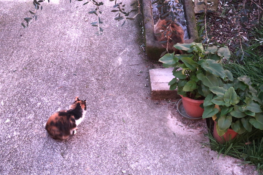 庭に遊ぶ猫たち今日はイタリア猫の日_f0234936_06340222.jpg