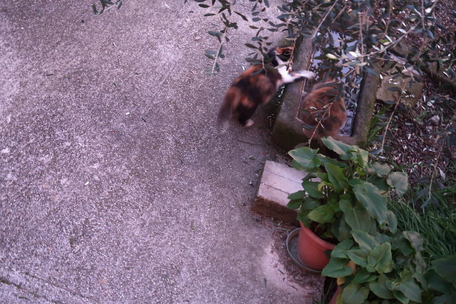 庭に遊ぶ猫たち今日はイタリア猫の日_f0234936_06344927.jpg