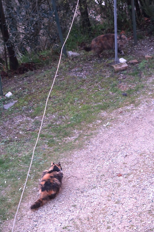 庭に遊ぶ猫たち今日はイタリア猫の日_f0234936_06422260.jpg