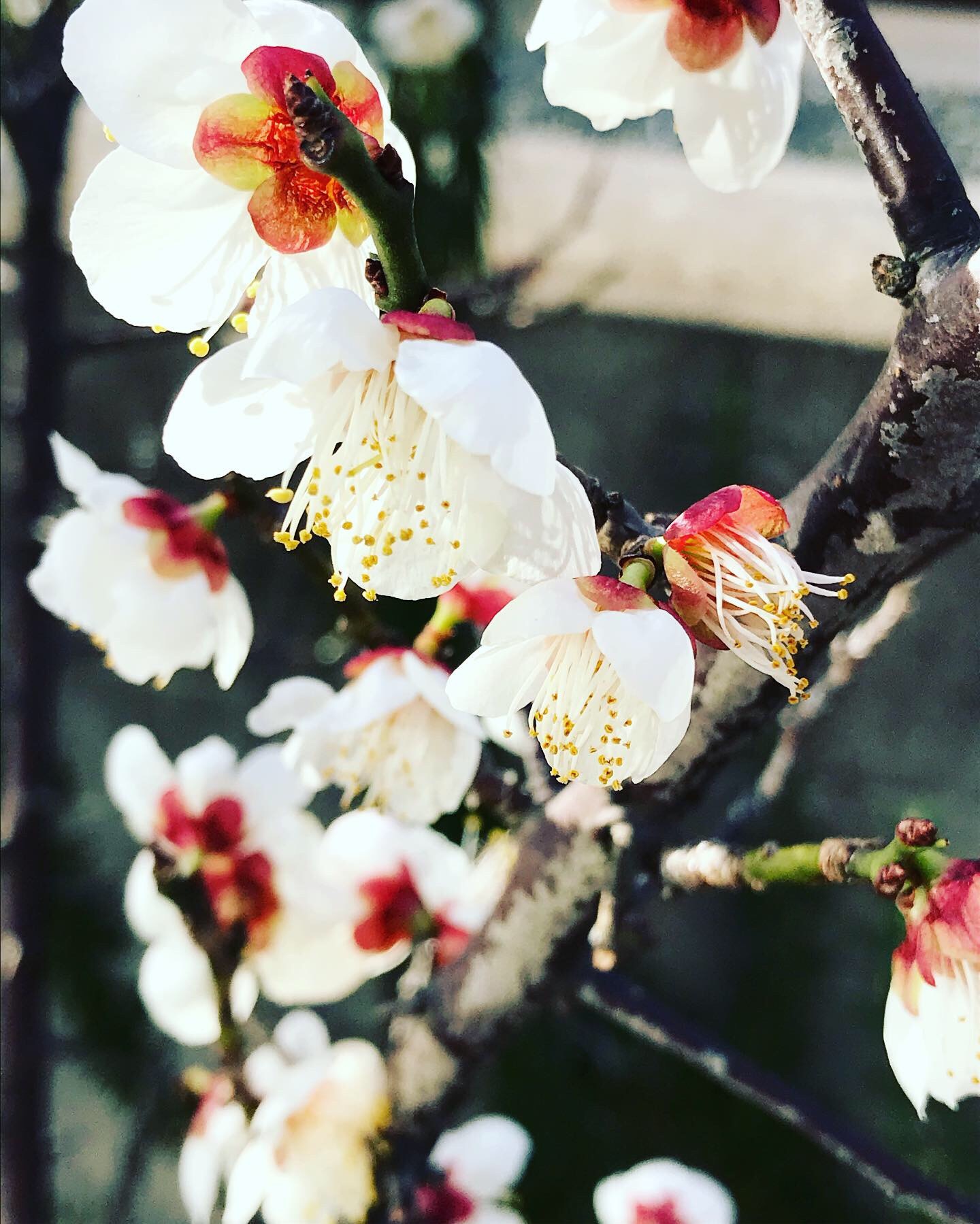 梅の季節_f0206741_09453445.jpeg