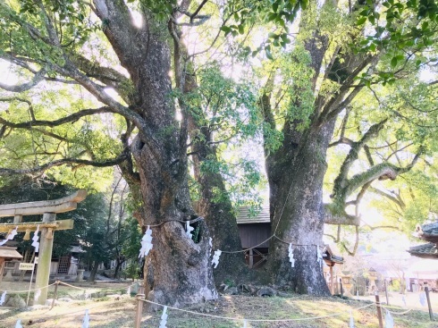 梅の季節_f0206741_09511159.jpeg
