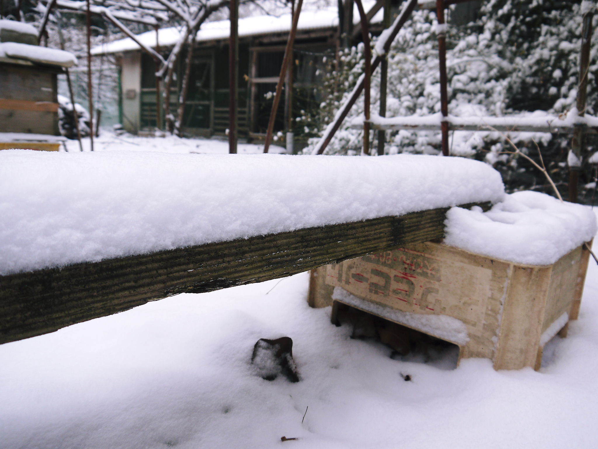 株式会社旬援隊の冬の様子2021 春と思い咲き始めた花々に雪が積もっています!_a0254656_13310385.jpg