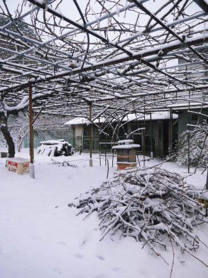 株式会社旬援隊の冬の様子2021 春と思い咲き始めた花々に雪が積もっています!_a0254656_14211709.jpg