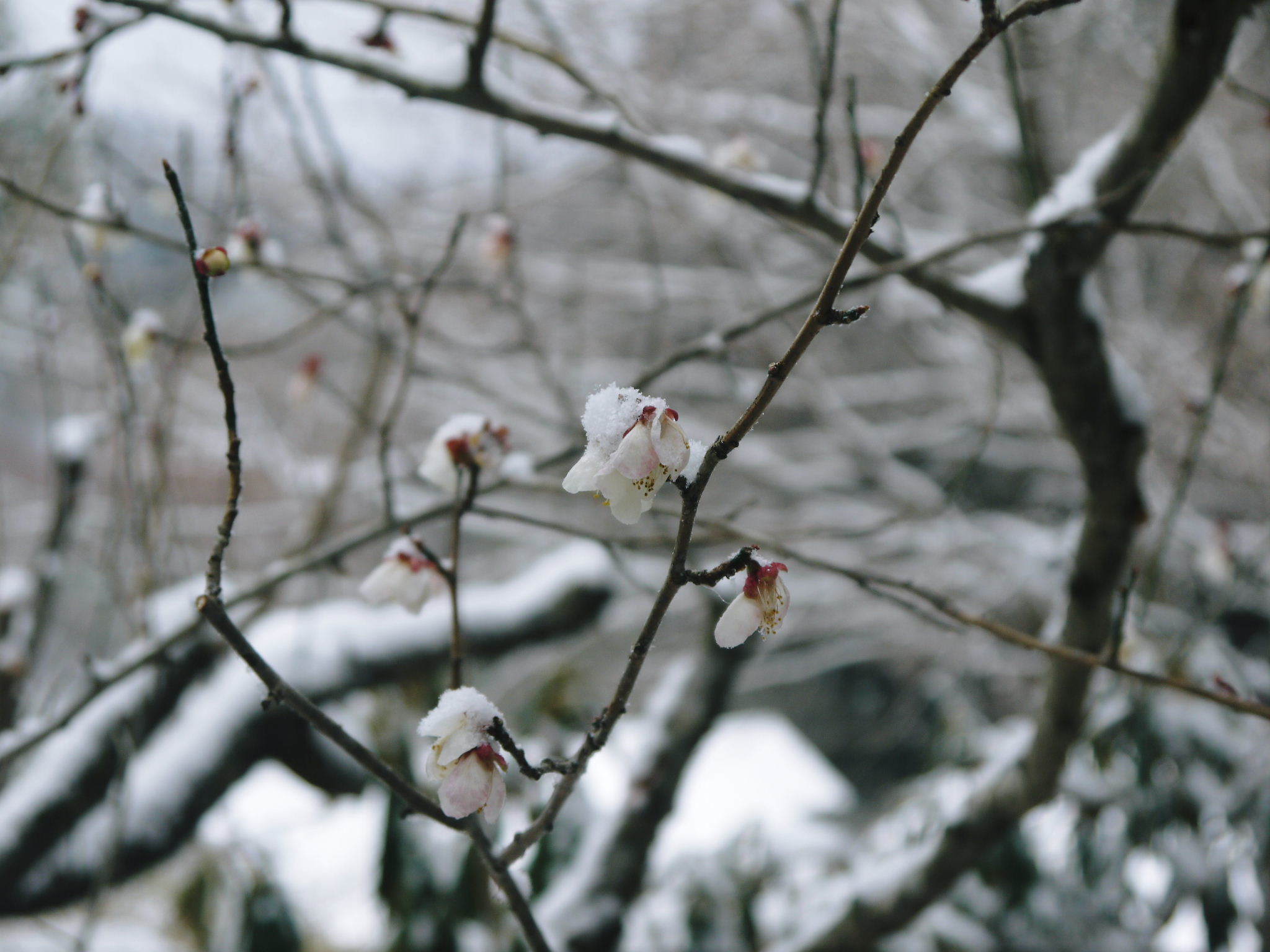株式会社旬援隊の冬の様子2021 春と思い咲き始めた花々に雪が積もっています!_a0254656_14362623.jpg