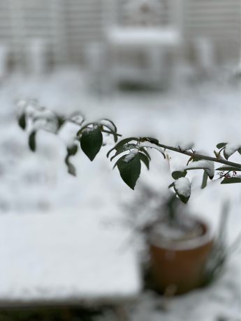 Iphone 11pro ポートレートモードで雪を撮ってみた Mypotteaセンチメンタルな日々with Photos7 Iphone 11pro ポートレートモードで雪を撮ってみた Mypotteaセンチメンタルな日々with Photos7