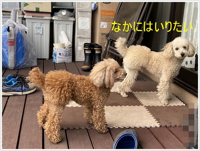 雪の舞う庭でも、そんなの関係ねぇ!!_b0175688_19335465.jpg