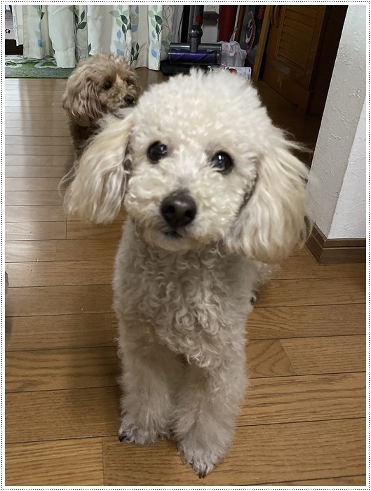 雪の舞う庭でも、そんなの関係ねぇ!!_b0175688_19351710.jpg