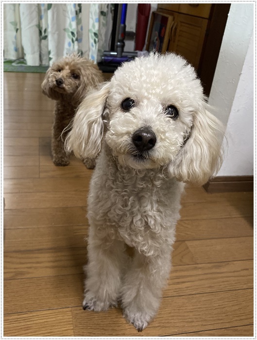 雪の舞う庭でも、そんなの関係ねぇ!!_b0175688_19352657.jpg