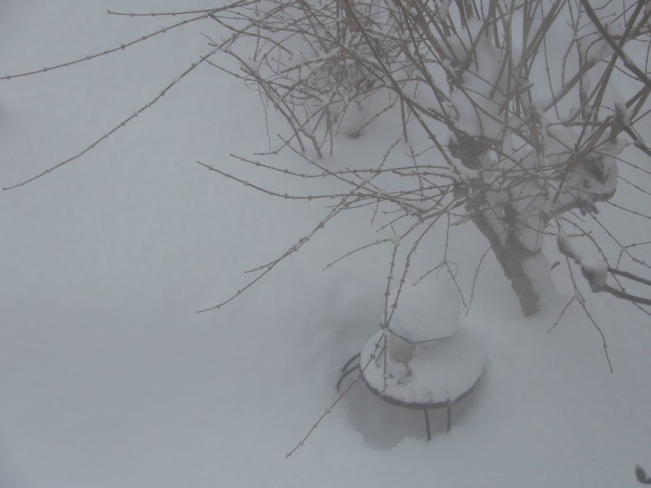 久しぶりに本格的積雪の朝_c0025115_20281835.jpg