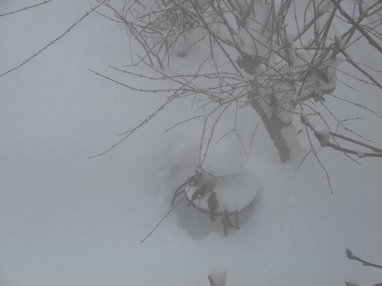 久しぶりに本格的積雪の朝_c0025115_20282331.jpg