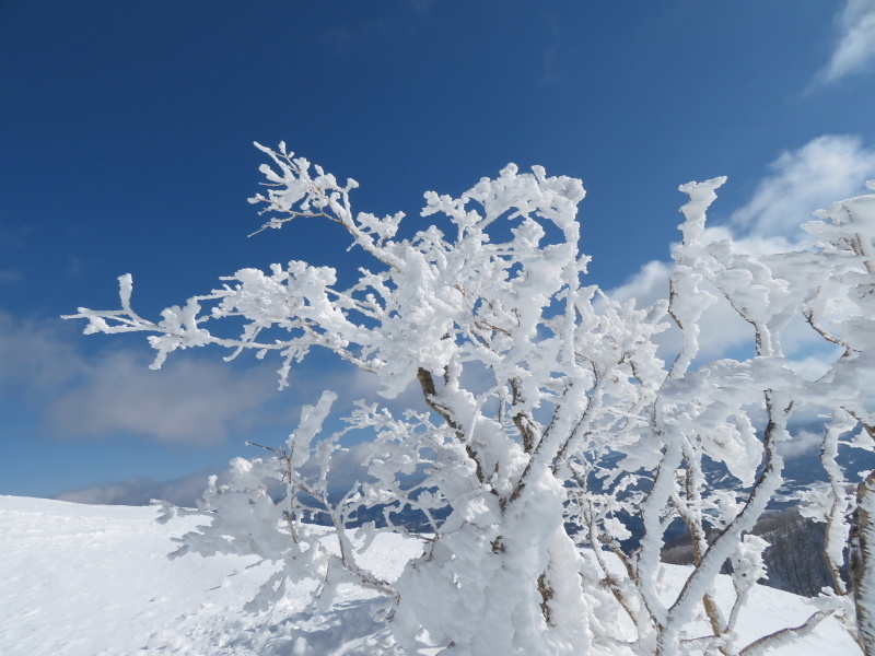 雪原が美しい 大日ケ岳 (1,708.9M) 登頂 編_d0170615_09194947.jpg