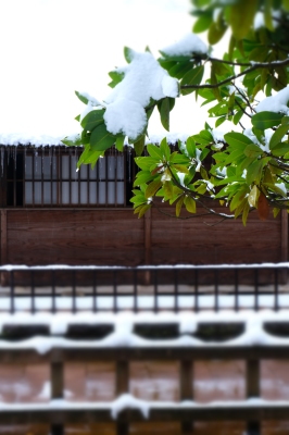 清水園の池は・・・。_e0135219_15290201.jpg